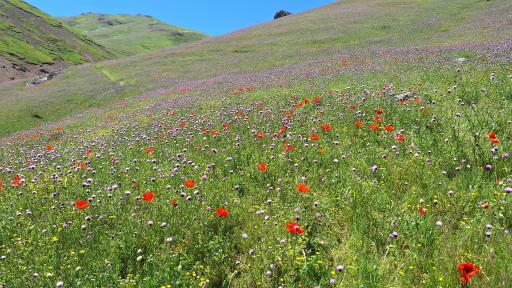 عکس دشت شقایق اسالم