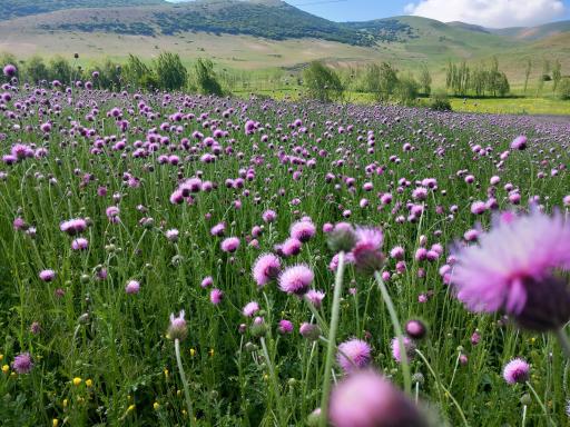 عکس دشت شقایق اسالم