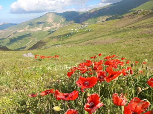 عکس دشت شقایق اسالم