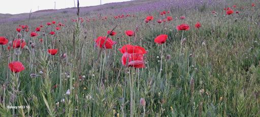 عکس دشت شقایق اسالم