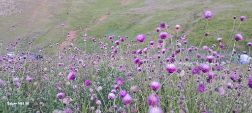 عکس دشت شقایق اسالم