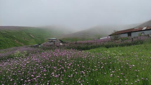 عکس دشت شقایق اسالم