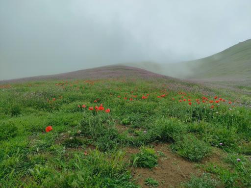 عکس دشت شقایق اسالم