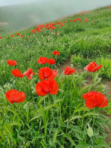 عکس دشت شقایق اسالم