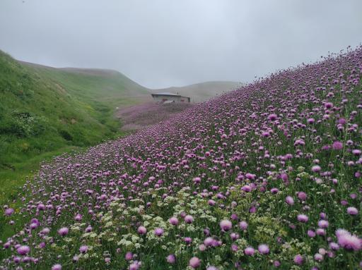 عکس دشت شقایق اسالم
