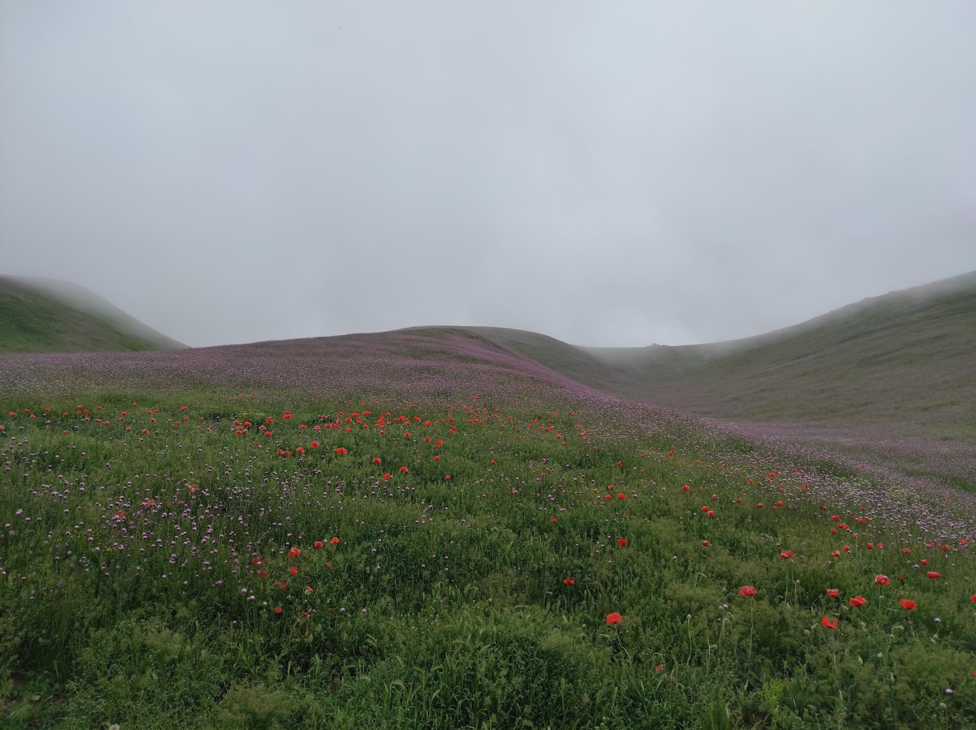 عکس دشت شقایق اسالم