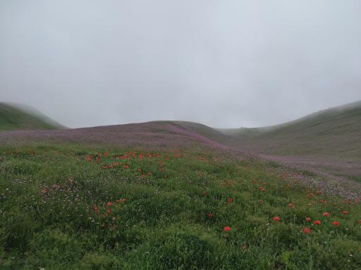 عکس دشت شقایق اسالم