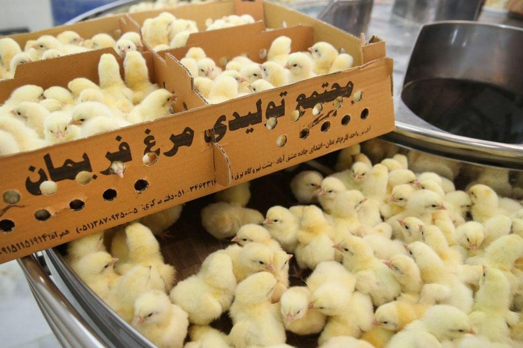 عکس کارخانه جوجه کشی مرغ فریمان