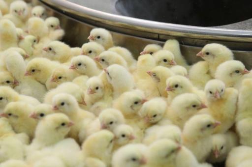 عکس کارخانه جوجه کشی مرغ فریمان