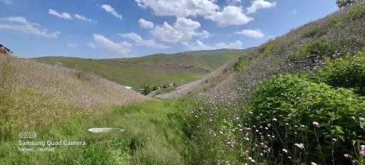 عکس دشت شقایق اسالم