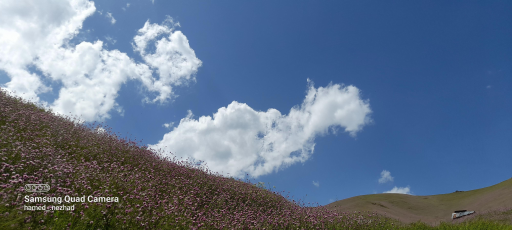 عکس دشت شقایق اسالم