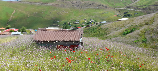 عکس دشت شقایق اسالم