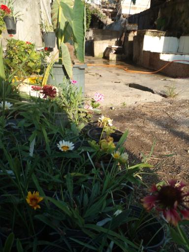 عکس پرورش ماهی قزل