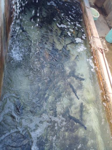 عکس پرورش ماهی قزل