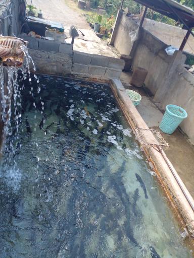 عکس پرورش ماهی قزل