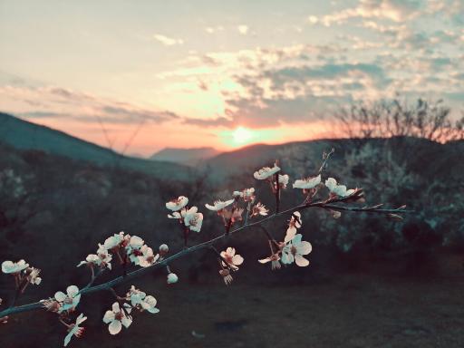 عکس کیاسر