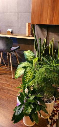 عکس کافه آردنت