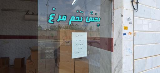 عکس پخش تخم مرغ آغویی