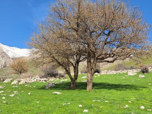 عکس پاوه