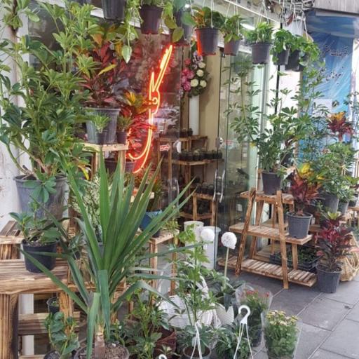 عکس گل وگیاه طبیعی حُسنا