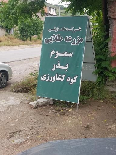 عکس شرکت تعاونی مزرعه طلایی نیکان طبرستان