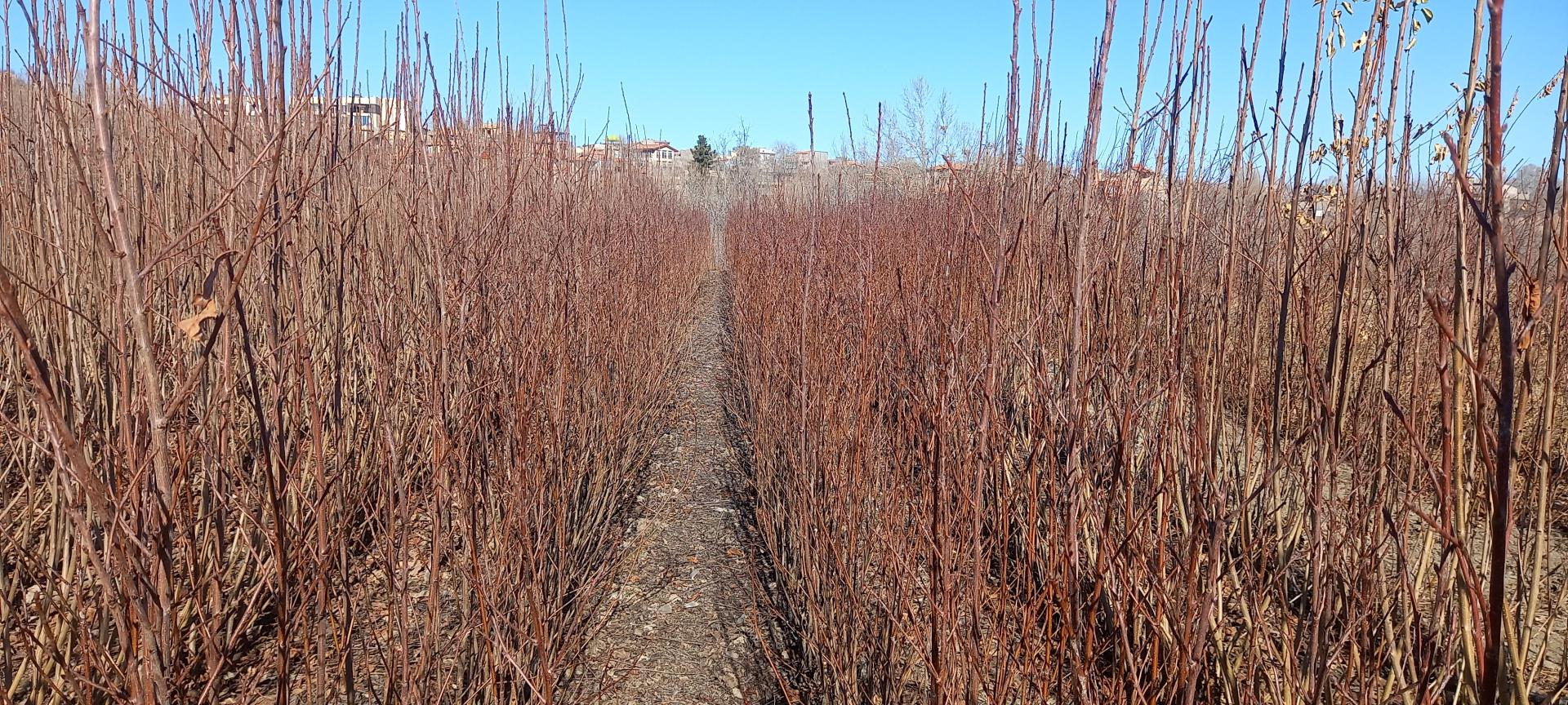 عکس نهالستان برادران عباس زاده