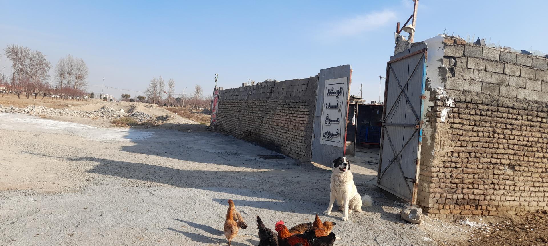 عکس دامداری دوستان