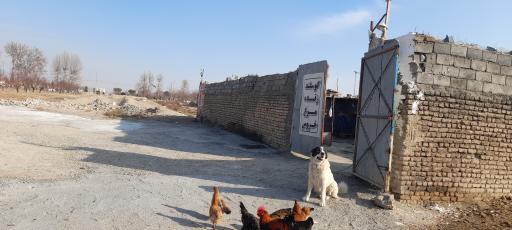 عکس دامداری دوستان