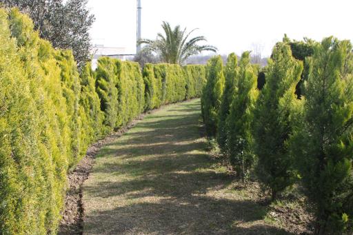 عکس پازل کاج