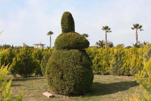 عکس پازل کاج