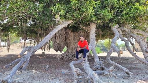 عکس درخت انجیر معابد