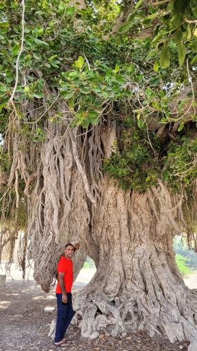 عکس درخت انجیر معابد