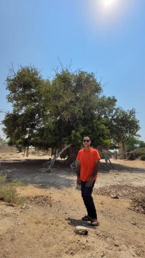 عکس درخت انجیر معابد