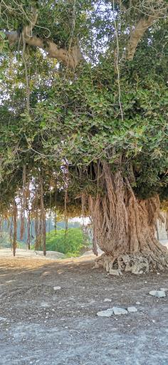 عکس درخت انجیر معابد