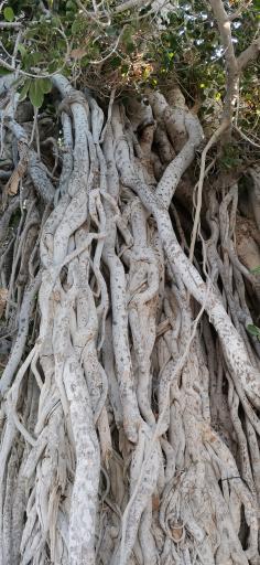 عکس درخت انجیر معابد