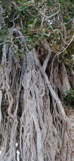 عکس درخت انجیر معابد