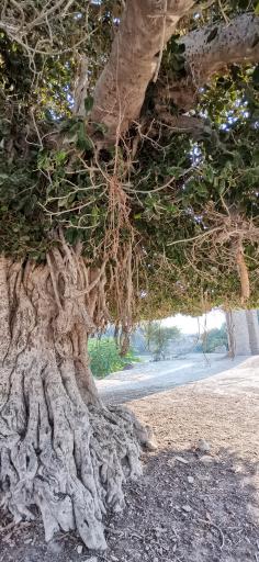 عکس درخت انجیر معابد