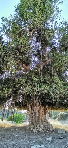 عکس درخت انجیر معابد