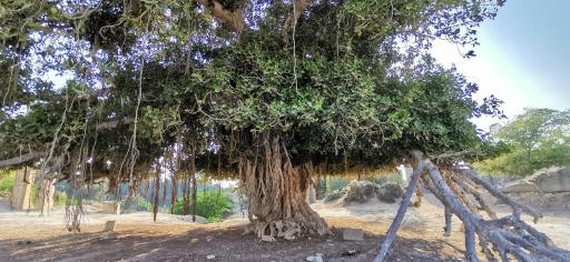 عکس درخت انجیر معابد