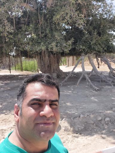 عکس درخت انجیر معابد