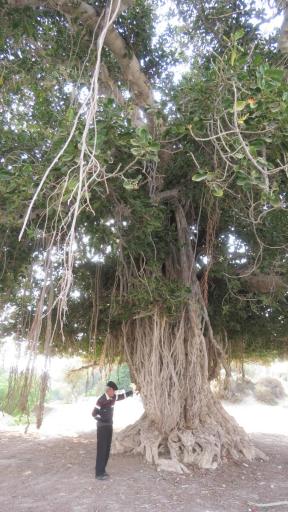 عکس درخت انجیر معابد