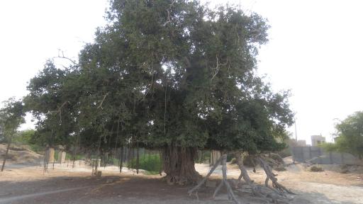 عکس درخت انجیر معابد