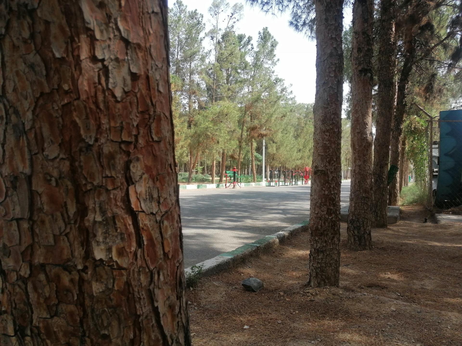 عکس پارک جنگلی ساوه