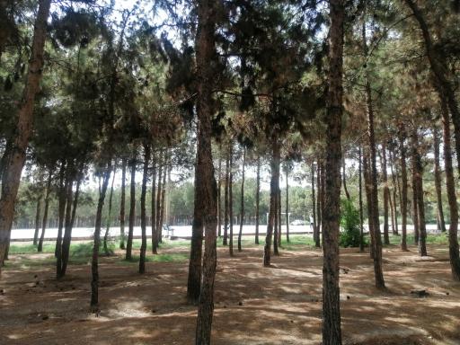 عکس پارک جنگلی ساوه