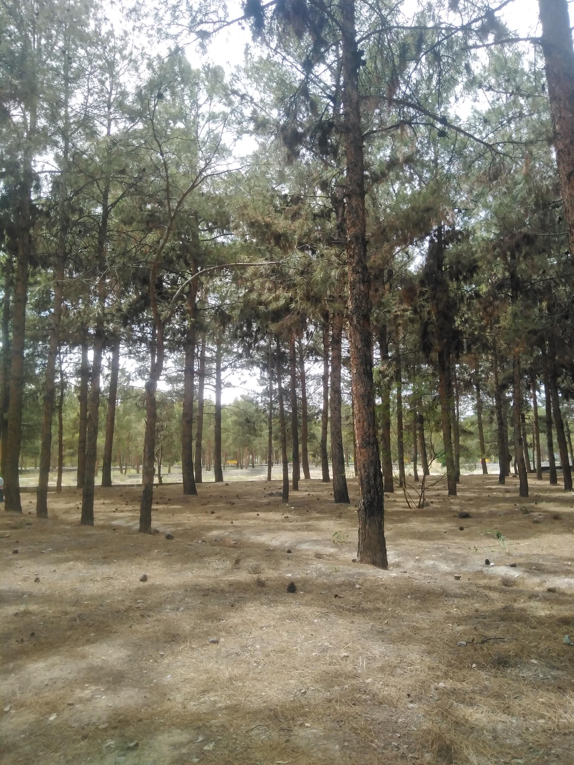 عکس پارک جنگلی ساوه