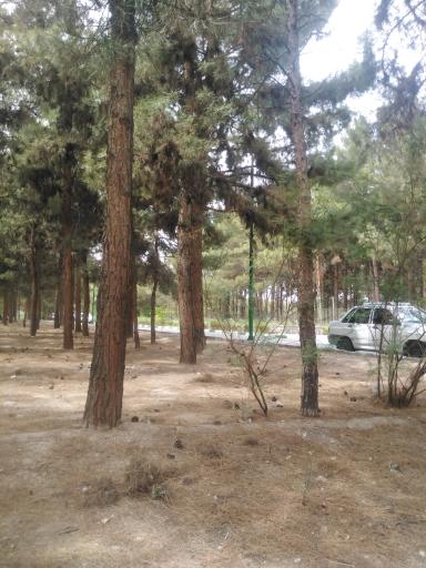 عکس پارک جنگلی ساوه