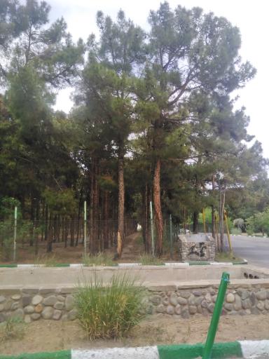 عکس پارک جنگلی ساوه