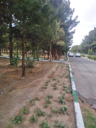 عکس پارک جنگلی ساوه