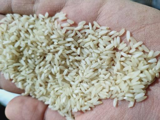 عکس برنجکوبی مصطفی سعیدی برنج سروان