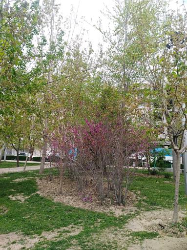 عکس بوستان گلگشت بلوار ابوذر